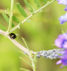 Coptosoma scutellatum