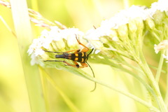 Strangalia attenuata