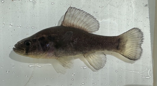 Western Pirate Perch