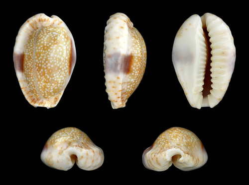 Eroded Cowry
