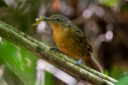 Dusky Antbird (Cercomacroides tyrannina), photo 8