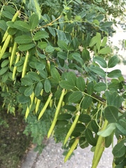 Caragana arborescens