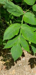 Angelica triquinata