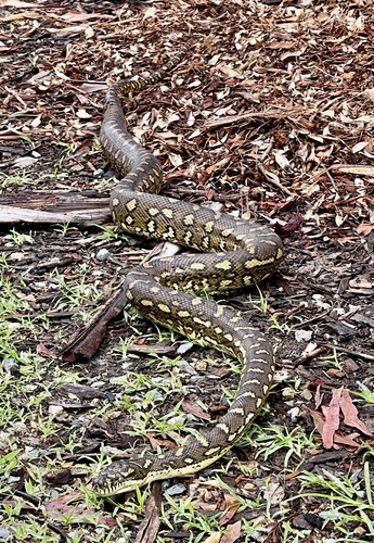 Coastal Carpet Python sighting