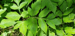 Angelica triquinata