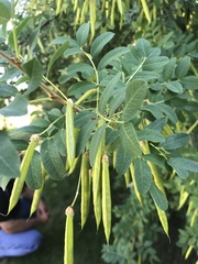 Caragana arborescens