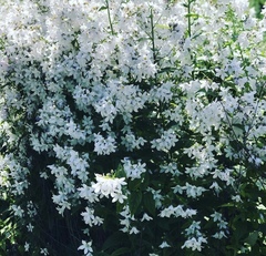 Deutzia