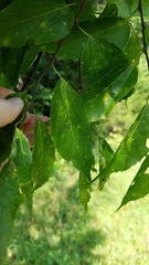 Celtis smallii