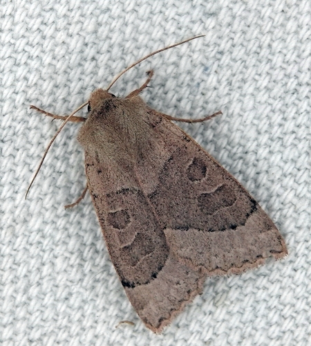 Mesogona olivata photo 3