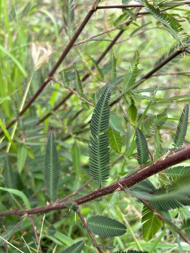 Image of Aeschynomene americana by (c) Bella Lin, some rights reserved (CC BY)