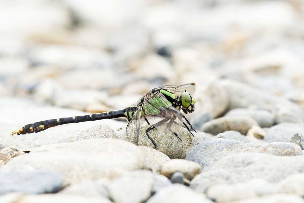 Nihonogomphus viridis