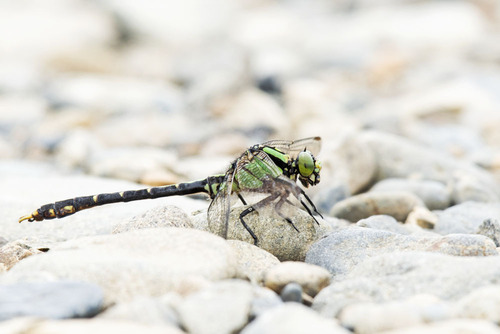 Nihonogomphus viridis