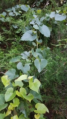 Vitis cinerea baileyana