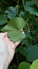 Vitis cinerea baileyana