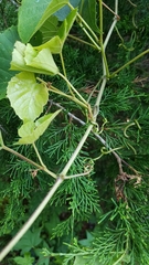 Vitis cinerea baileyana