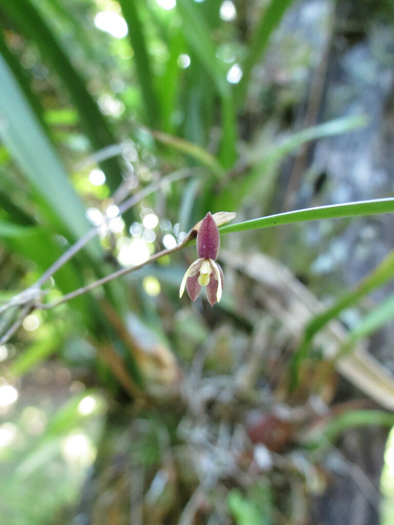 Myoxanthus sotoanus
