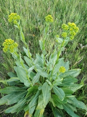 Senecio doria