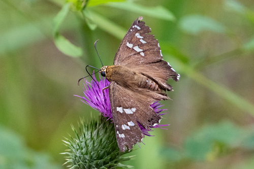 Dull Firetip photo 3