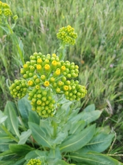 Senecio doria