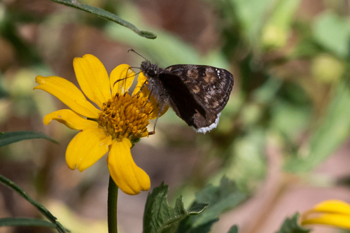 Pacuvius Duskywing photo 4