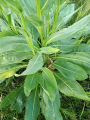 Senecio doria
