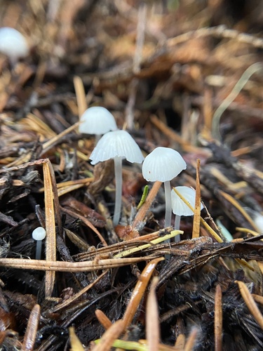 Owingsia PNW01 graham.jpg