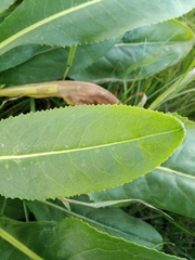 Senecio doria