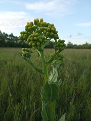 Senecio doria