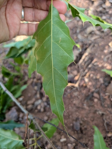 Cusi Oak