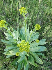 Senecio doria