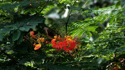 Polydamas Swallowtail