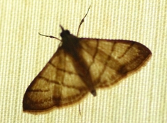 Pagyda salvalis