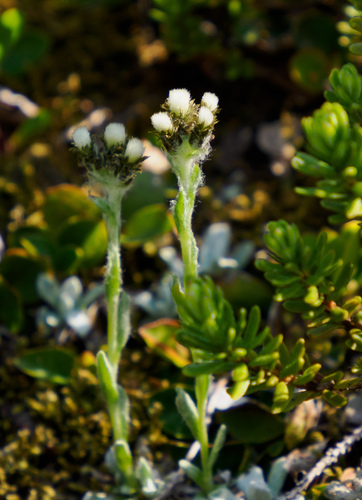 Rocky Mountain pussytoes (Antennaria media)
