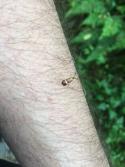 Adela australis