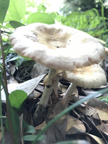 Amanita orientigemmata