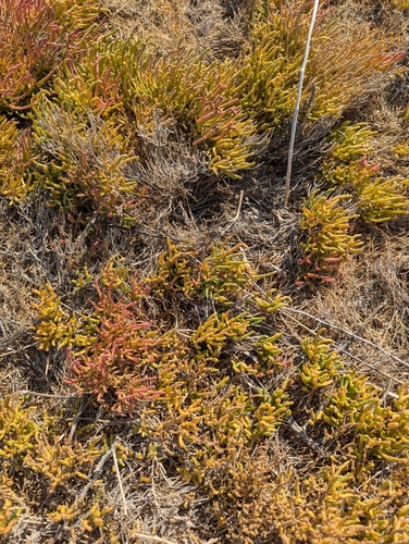 Image of Salicornia rubra by (c) Eric Watts, some rights reserved (CC BY)