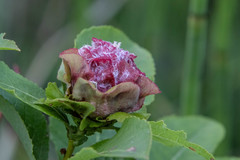Salix pyrolifolia