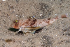 Blackspot Gurnard photo 2