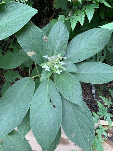 Hydrangea involucrata iNat (2)