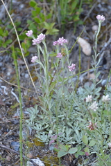 Antennaria rosea