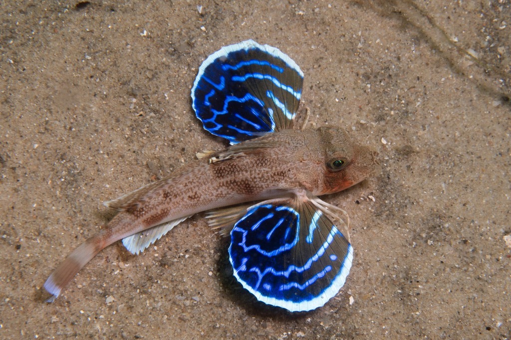 Blackspot Gurnard