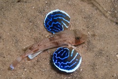 Blackspot Gurnard photo 1