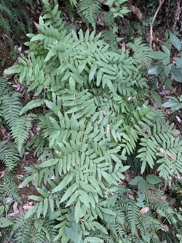 Image of Osmunda japonica by (c) Daniel J. Layton, some rights reserved (CC BY)