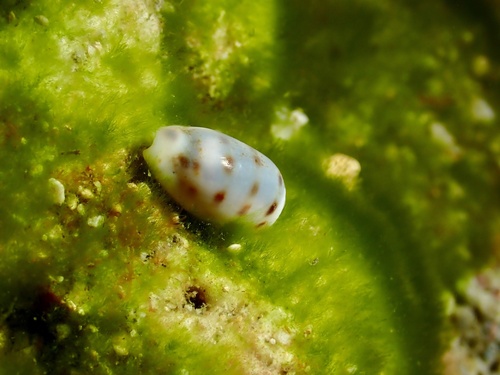 Cypraea pallidula observed 2024-10-11