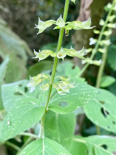 Salvia alvajaca