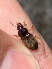 Harpalus griseus