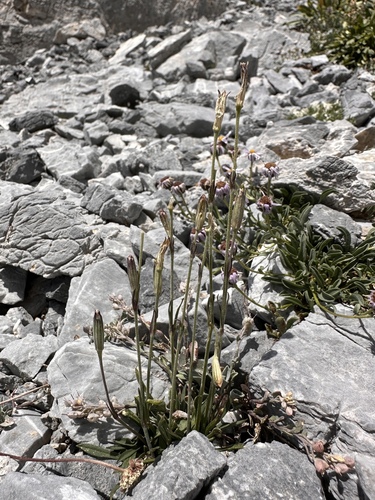 Image of Silene nachlingerae by (c) Matt Berger, some rights reserved (CC BY)