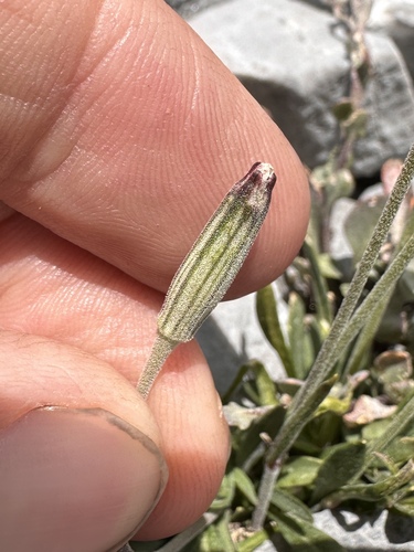Image of Silene nachlingerae by (c) Matt Berger, some rights reserved (CC BY)