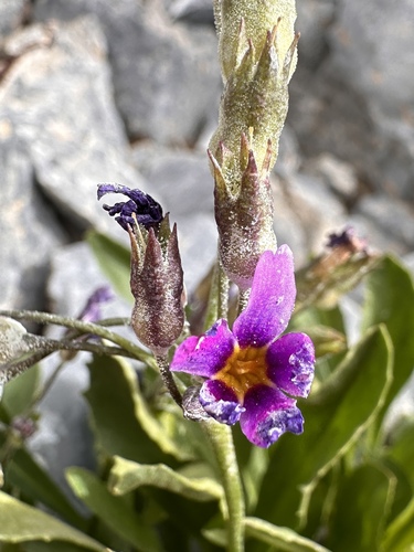 Image of Primula nevadensis by (c) Matt Berger, some rights reserved (CC BY)