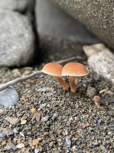 Owingsia PNW01 graham.jpg